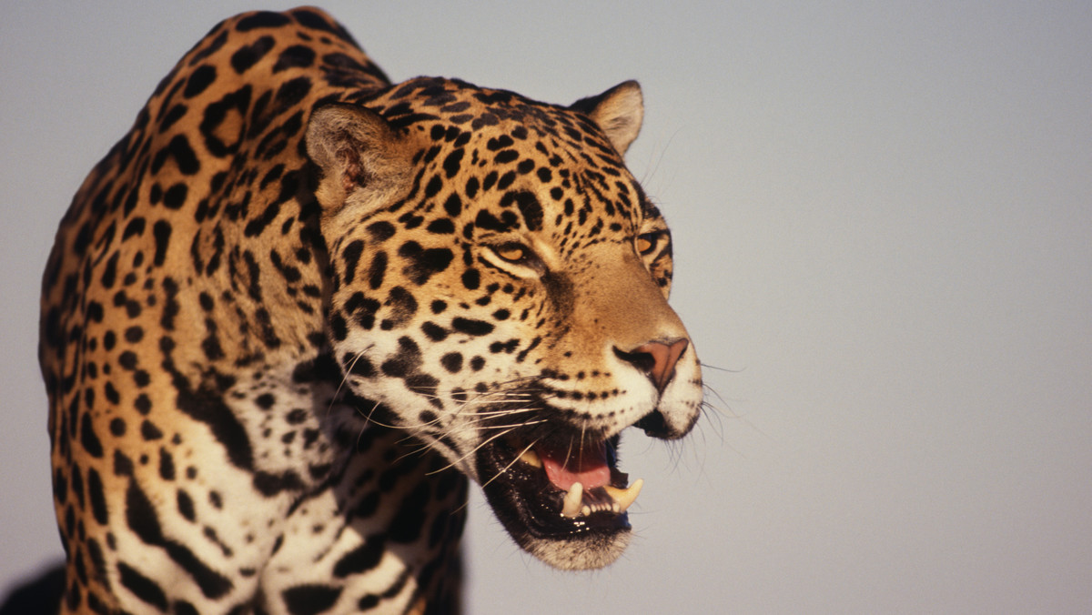 Po blisko sześciu godzinach poszukiwań myśliwi zastrzelili jaguara Alonso, który uciekł z zoo w Łoweczu, na północy Bułgarii.