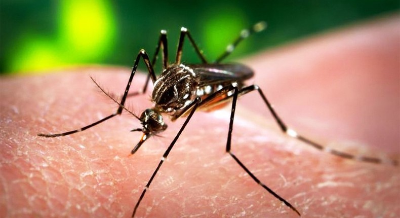 7 things you need to know about Zika virus