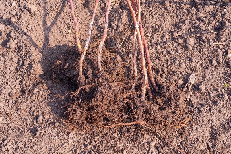 maliny przesadzanie po 5 latach