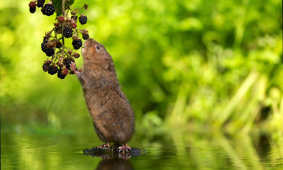 Karczownik ziemnowodny (Arvicola amphibius) to mały gryzoń, który żywi się m.in.: korzeniami i pędami