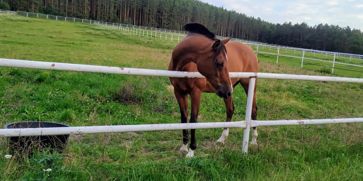 Budzów-Kolonia: kto zastrzelił konia wartego pół mln zł? Nagroda