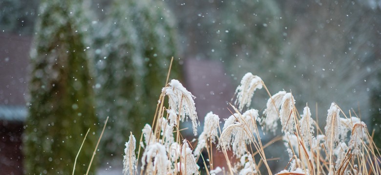 Zima przyjdzie wcześniej? Kiedy spadnie pierwszy śnieg? Niemieccy synoptycy już wiedzą [PROGNOZA DŁUGOTERMINOWA]