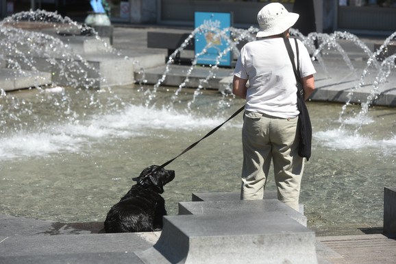 Veterinari upozoravaju: Jedna greška tokom leta može biti kobna za vašeg psa