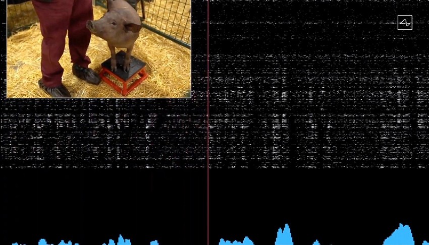 Svinja sa čipom Ilona Maska