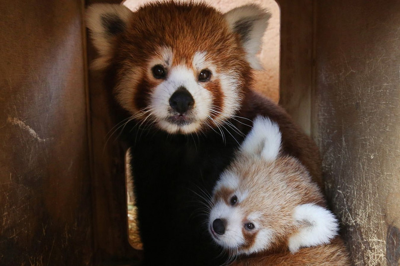 Nowo narodzona panda czerwona w Parku Zoologicznym Attica