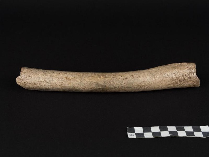 Butna kost stara 124.000 godina menja istoriju