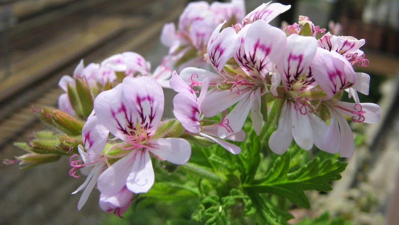 Geranium (anginka) właściwości, jak pielęgnować, napar przepis Dom