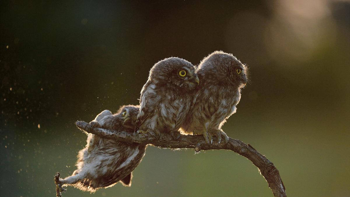 2017 Comedy Wildlife Photography Awards - Final 40