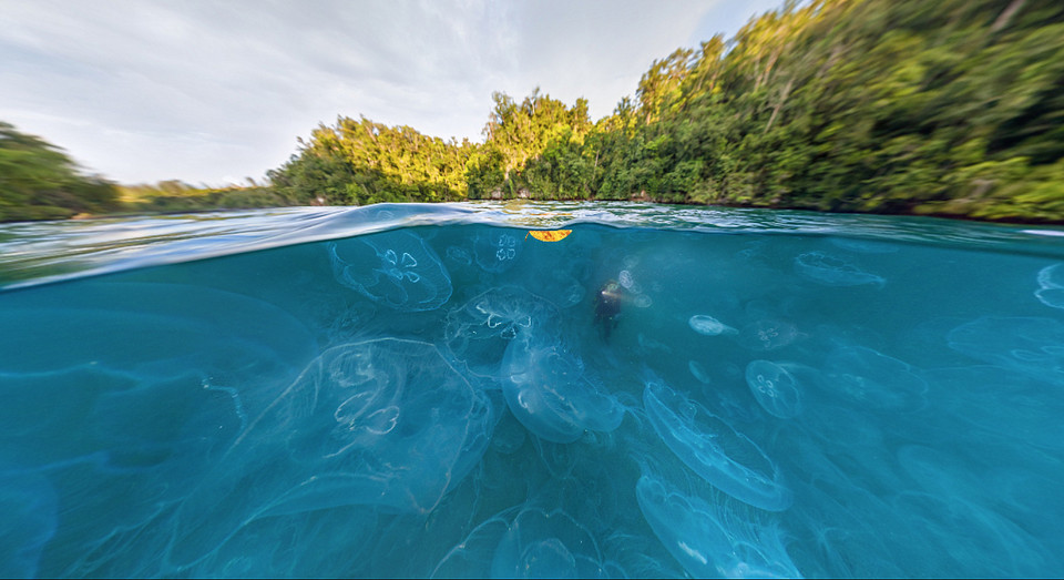 Zwycięzca kategorii VR/360° - "Split With Jelly Fish, Raja Ampat, Indonezja", Oleg Gaponiuk (Rosja)
