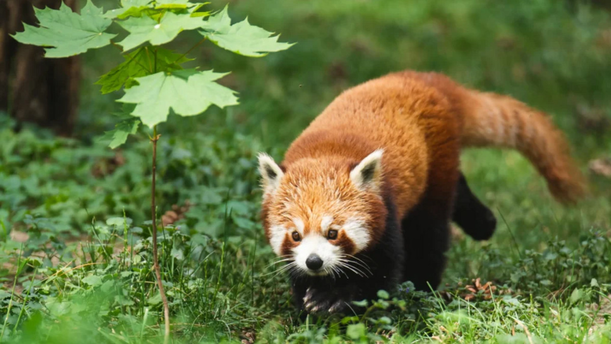 We wrocławskim zoo pojawił się nowy mieszkaniec. To samiec pandy rudej