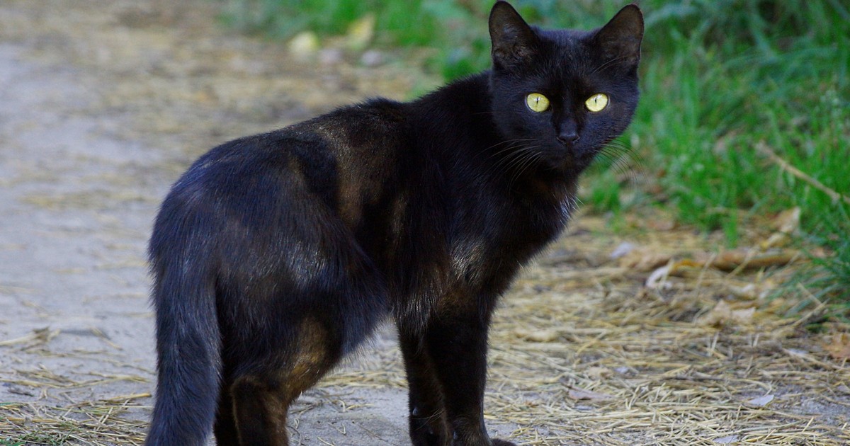 Na czas Halloween wprowadzają zakaz. Chcą zapobiec "makabrycznym praktykom"