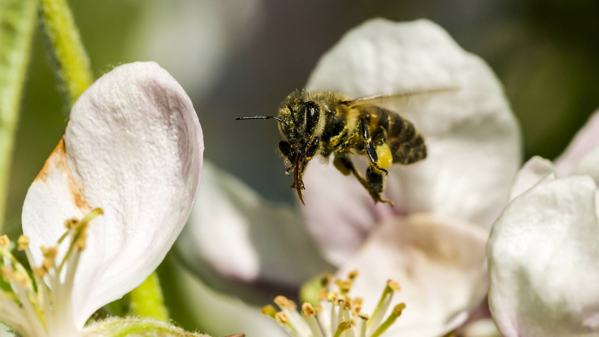 Pszczoły nie poradzą sobie bez nas. A samo stawianie miejskich uli to za mało
