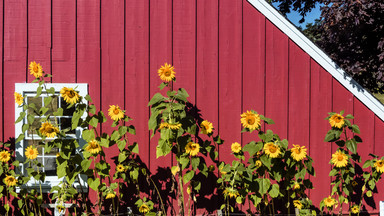 Słoneczniki - kwiaty lata. Świetnie prezentują się w ogrodzie, na balkonie i w wazonie