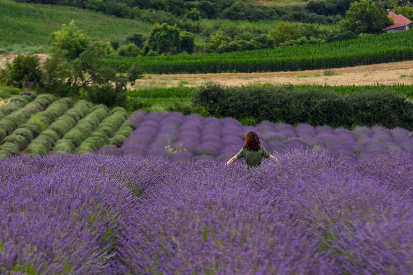 Fruška gora udaljena je 30 kilometara od Novog Sada