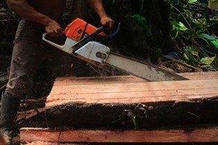 Brazylia: Spadło tempo wylesiania Puszczy Amazońskiej (ale i tak jest duże)