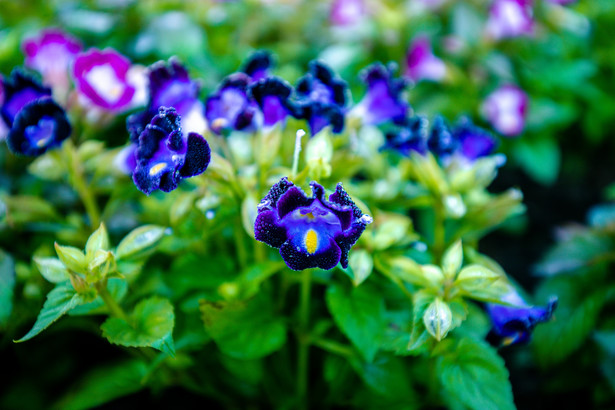 Torenia Fournieri to idealna alternatywa dla bratków i pelargonii. Kwitnie aż do jesieni.