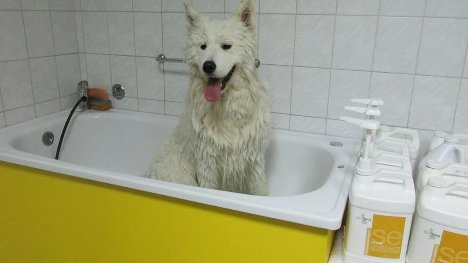 Kupanje šamponima samo do dva puta mesečno