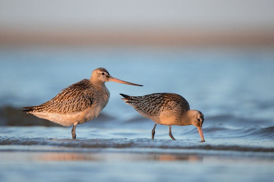 Szlamnik (Limosa lapponica)