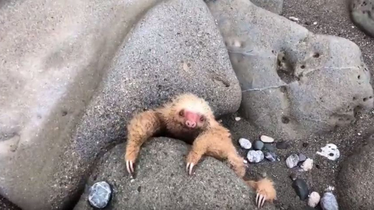 Na plaży Punta Tigre na Kostaryce uwagę zwrócił malutki leniwiec. Był cały mokry i brudny od piasku. Płakał, bo nie mógł sam się wydostać.