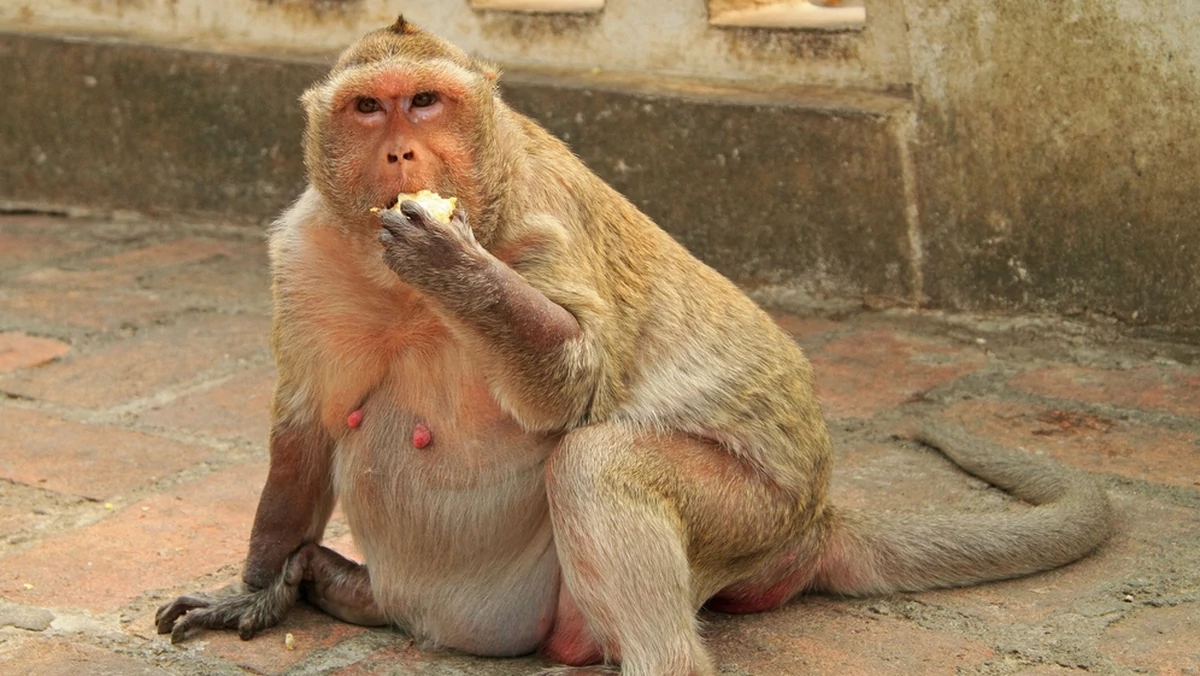 "Wuj Tłuścioch" - otyły makak z Bangkoku przechodzi na dietę