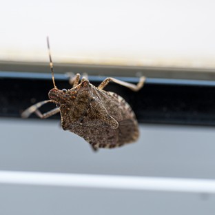Mit tehetünk a poloskainvázió ellen? Ezt javasolja a szakember