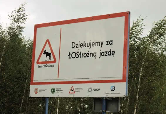 Czy dolina Biebrzy to Podlaska Luizjana? Pojechaliśmy elektrycznym Hyundaiem na najsłynniejsze polskie bagna