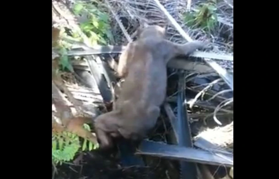 Ženka sunčanog medveda, koja je obolela od retke bolesti