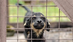 Nawet 2000 zł za adopcję psa ze schroniska. Samorządy wprowadzają finansowe zachęty