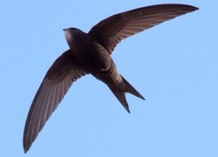 Ptaki jerzyki na komary i meszki. Jak zaprosić je do swojego ogrodu?