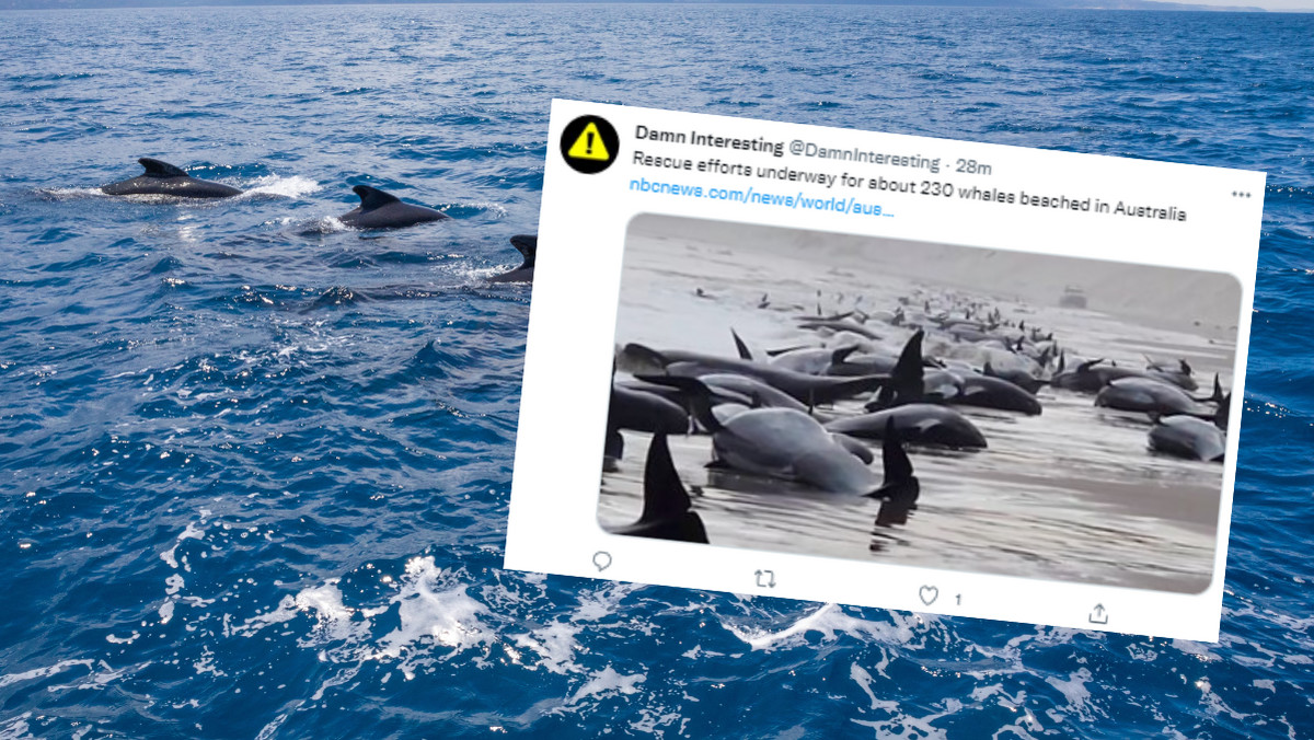 Morze wyrzuciło na brzeg ponad 200 waleni. "Połowa nie żyje"