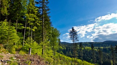 Rusza Tydzień Kultury Beskidzkiej, "folklorystyczne mistrzostwa świata”