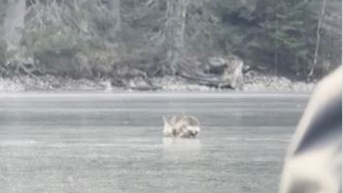 Srna na zaleđenom jezeru 