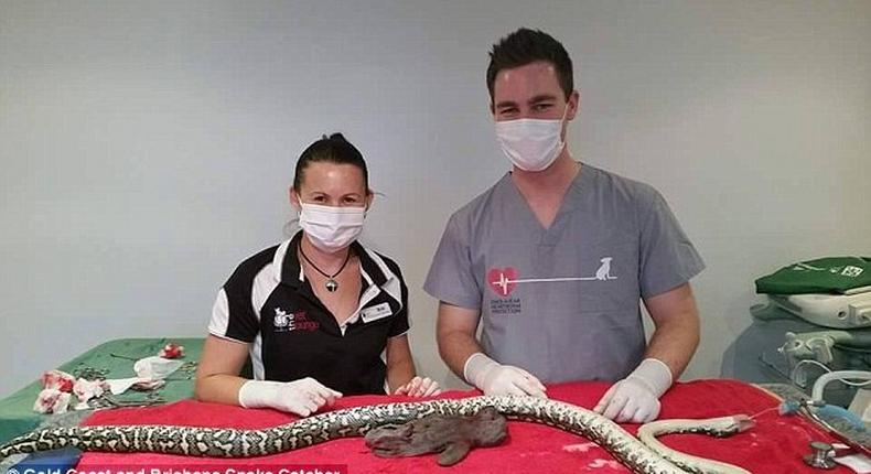 Emergency surgery performed on dangerous python after it swallowed 'Teddy Bear' 