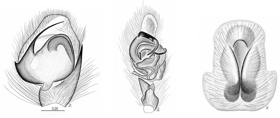 Męskie narządy kopulacyjne (z lewej i pośrodku) mają budowę unikatową dla gatunku i często bardzo się różnią stopniem komplikacji. Żeńskie płytki płciowe (po prawej) zawsze pasują do męskich narządów jak klucz do zamka.