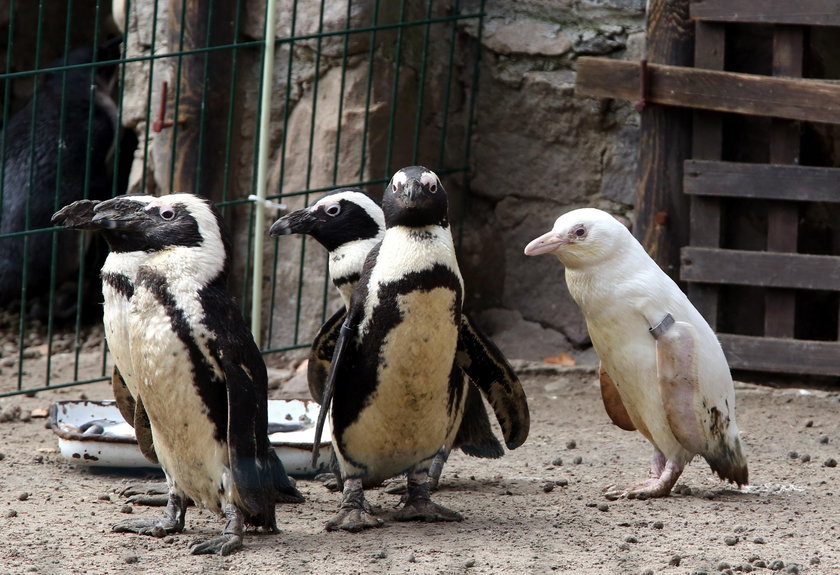 O pingwinie z Gdańska piszą na całym świecie