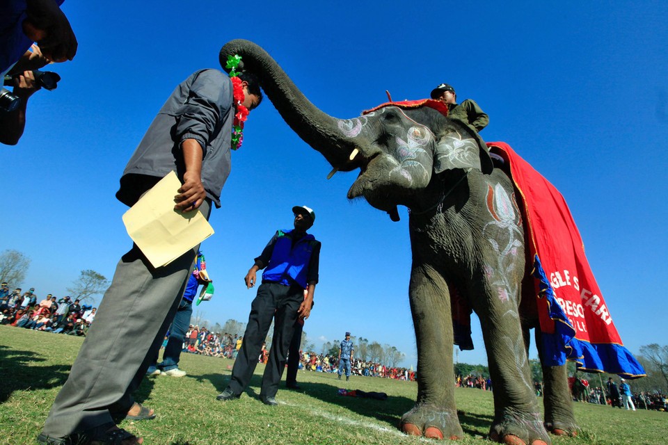 NEPAL ELEPHANT FOOTBAL