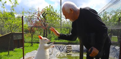 Kangurek Maksio jest bardzo samotny. Czeka na swoją drugą połówkę