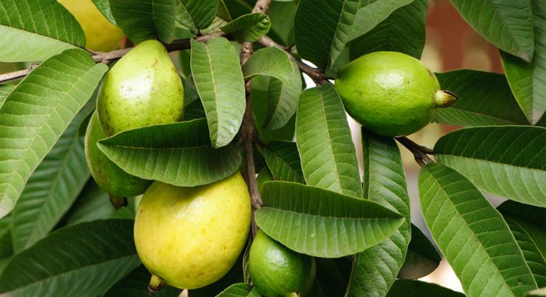 Health benefits of guava leaves [new vision]