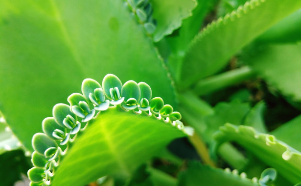 Kalanchoe, żyworódka