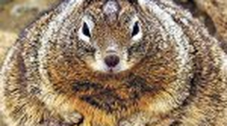 Íme a világ legkövérebb mókusa