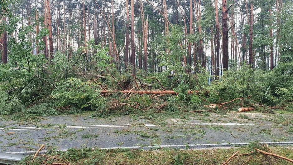 Gigantyczne zniszczenia w Borach Tucholskich po przejściu nawałnicy