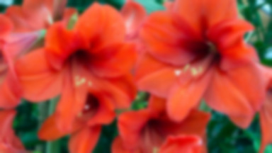 Amarylis kwiat - jedna z najpiękniejszych roślin doniczkowych, łatwa w uprawie