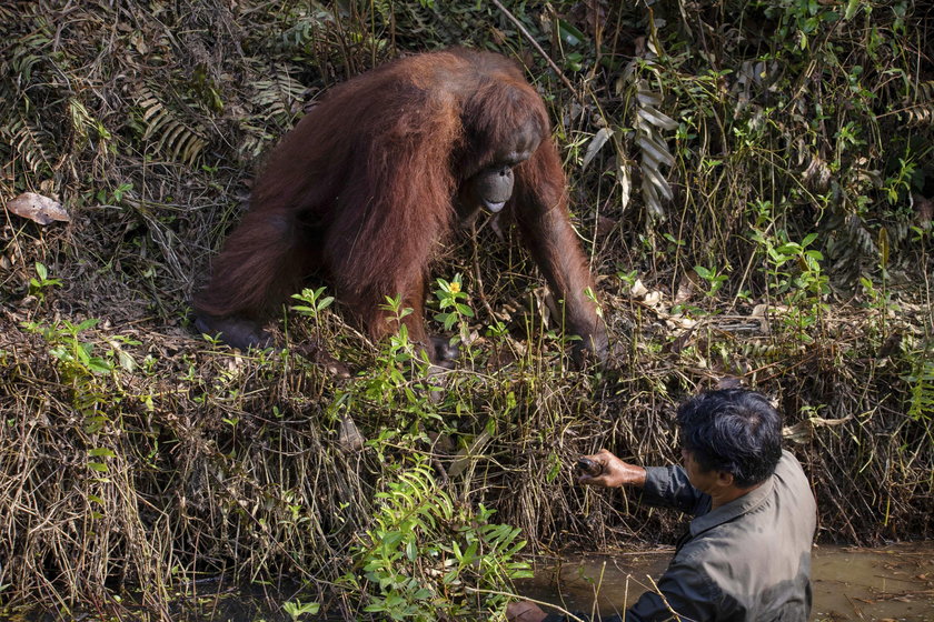 Orangutan