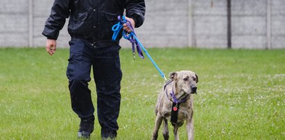 Strażnicy miejscy z Mysłowic przygarnęli Hermana. Mają wielkie serca