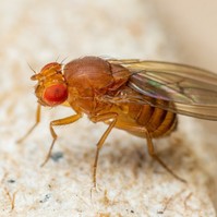 Elege van a muslicákból? 3 módszer, amivel elűzheti őket