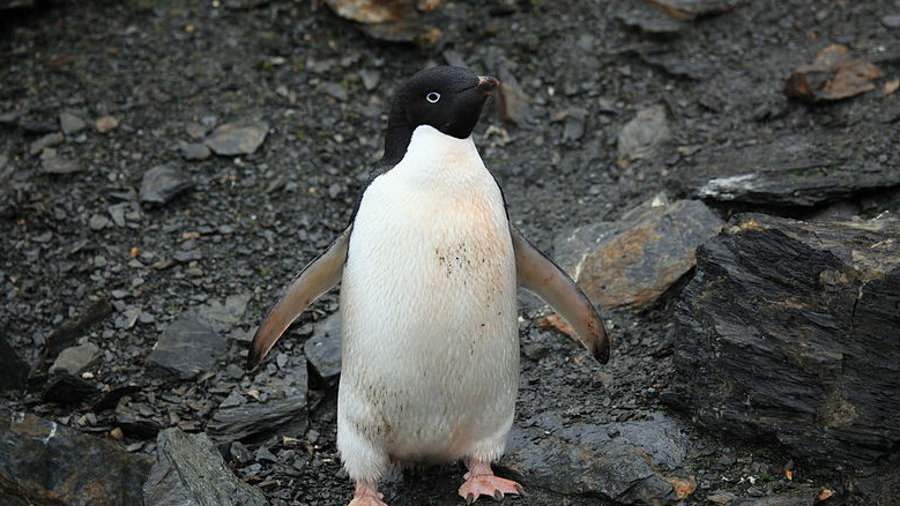Pingwiny kontra lustro. Czy ptaki te są świadome samych siebie?, fot. Liam Quinn, CC BY-SA 2.0, via Wikimedia Commons