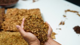 koniec produkcji popularnych marek papierosów. gigant zamyka fabrykę po pół wieku