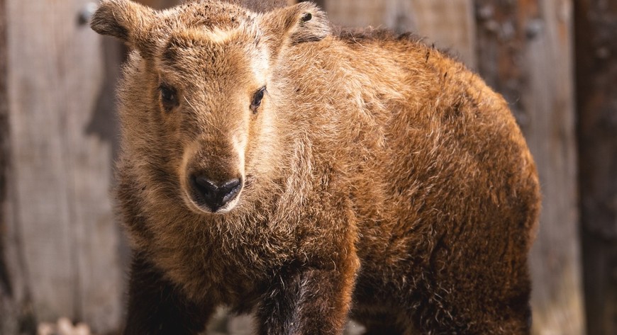 Samiczka takina złotego ma ponad miesiąc