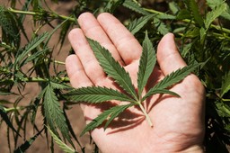 Prokuratura umarza sprawy za posiadanie narkotyków