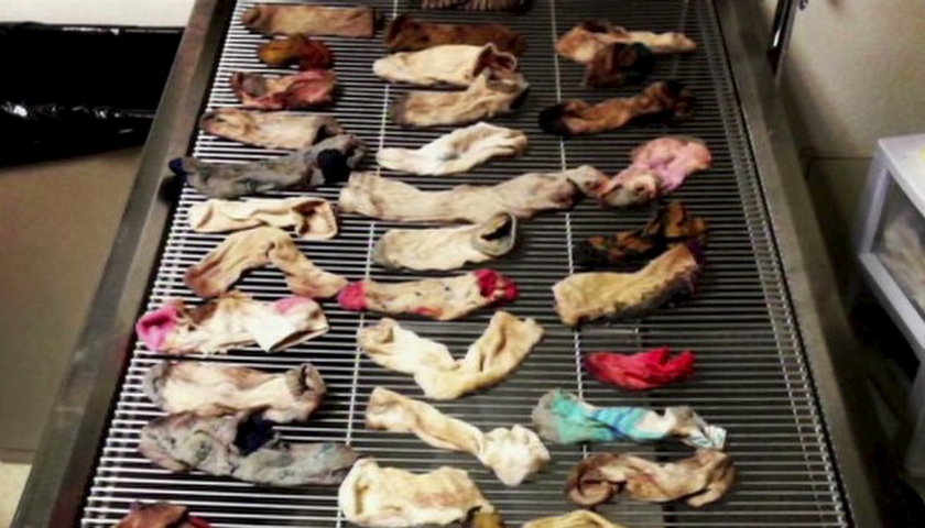 W brzuchu psa znaleziono 43 skarpetki